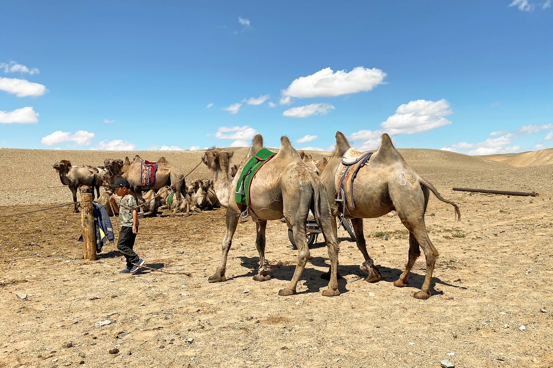 Camels in Gobi Desert 03
