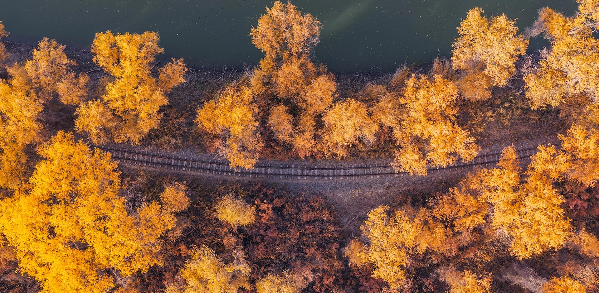 Golden Autumn - the Silk Road Express threads through the gold poplar forests of South Xinjiang
